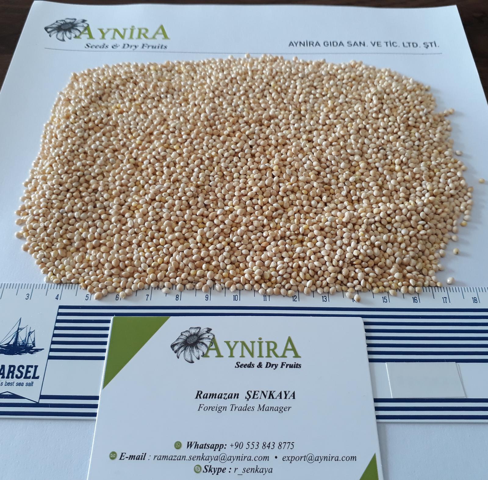 White Proso Millet 